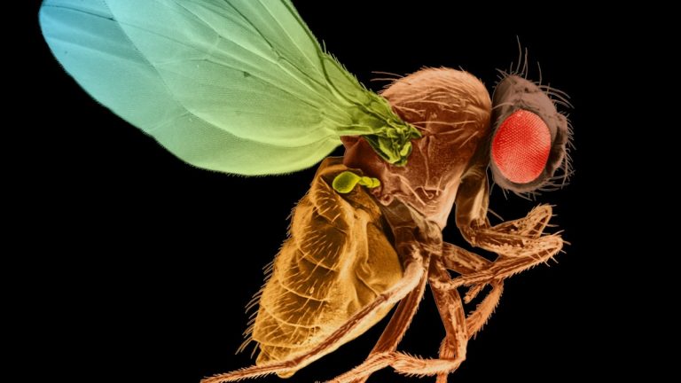 C0323786 Fruit Fly Sem 16x9.jpg