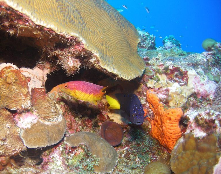 Flower Garden Banks Reef Scene.jpg