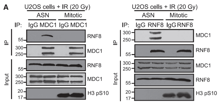 Orthwein Etal Science 2014 Fig1a.png