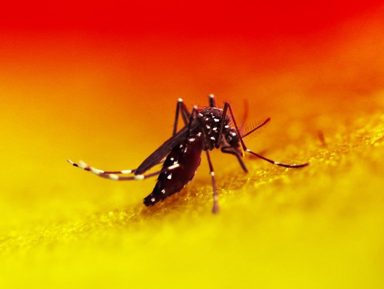 20240211 Aedes Mosquito.jpg