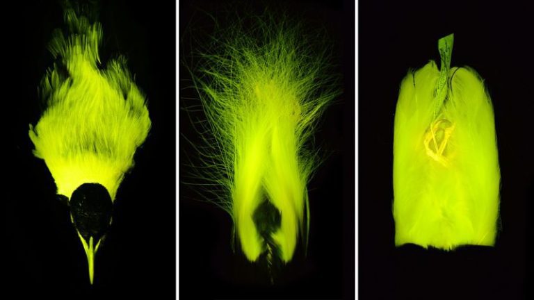 Bioflourescence Split.jpg