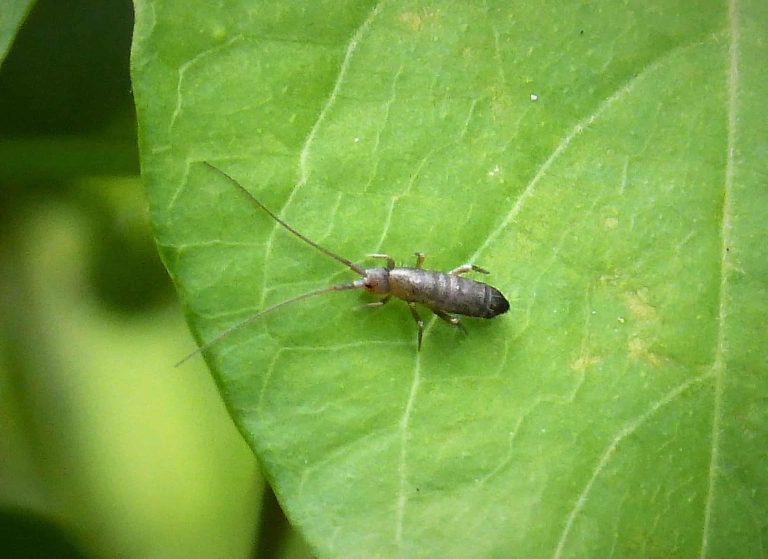 Tiny Springtail Pogonognathellus Longicornis 24907256347.jpg.jpg