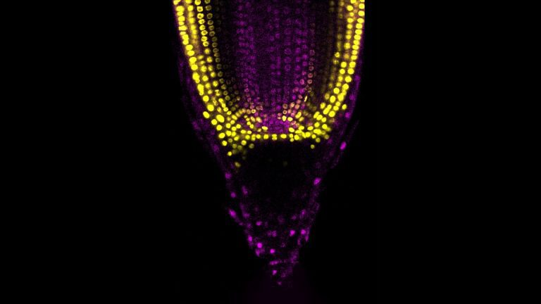 Advancing Sorghum Scie.jpg