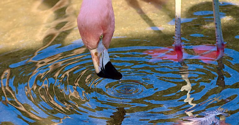 12hs Tb Flamingo Vortex Fmbh Facebookjumbo.jpg