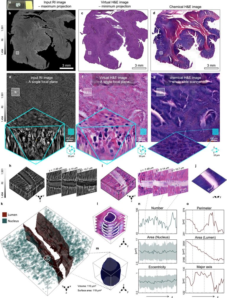3d Virtual Staining Te.jpg