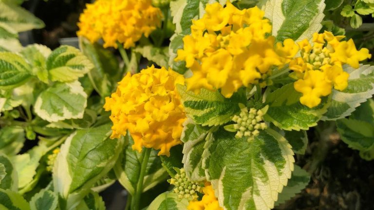 83329348007 Lantana Santana 6.jpeg