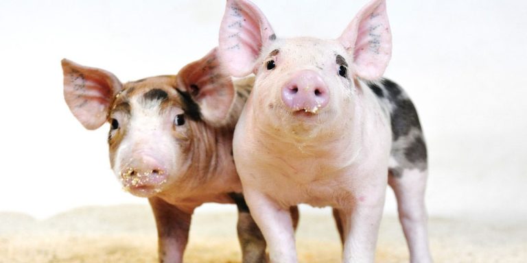 Piglets On Sawdust 2 1.jpg