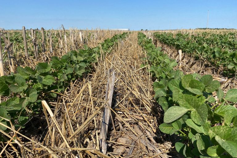 Soybeans In Cereal Rye Illinois.jpg