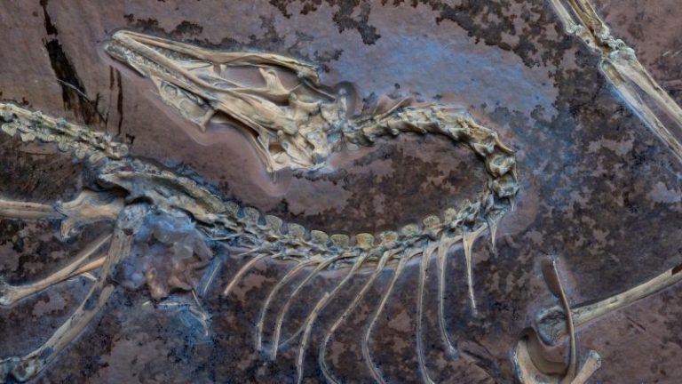 Archaepteryx Fossil Under Uv Light Photo By Delaney Drummond Photo By Delaney Drummond C Field Museu.jpeg