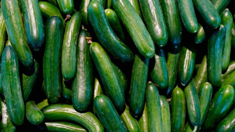 Cucumbers Gty Jef 250521 1747830214116 Hpmain 16x9.jpg