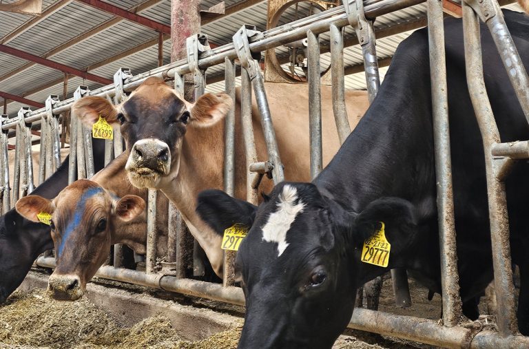 Dairycattle.jpg