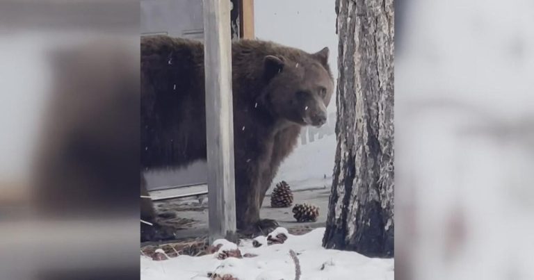 Tahoe Ice Cream Bear.jpg