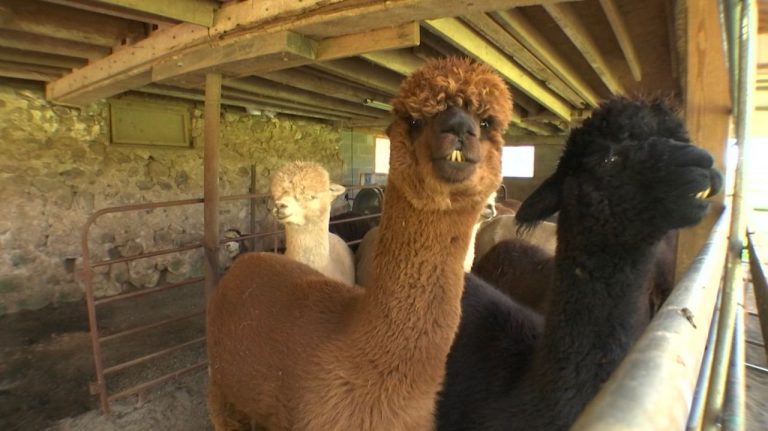 Alpacas.jpeg