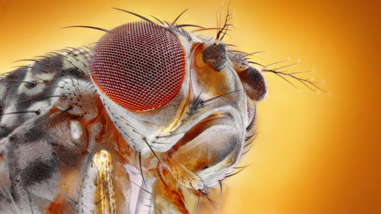 Fruit Fly Close.jpg