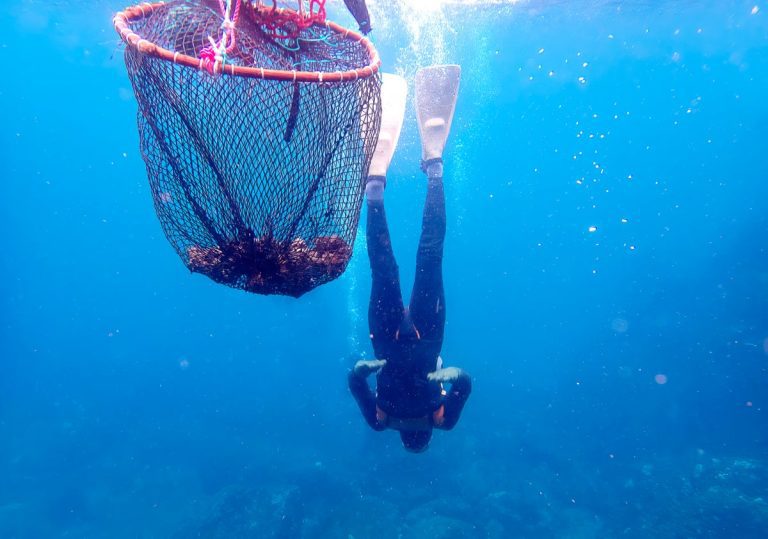 Diver And Basket.jpg