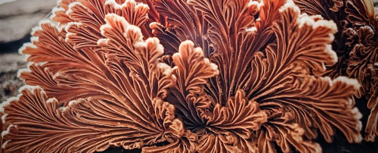 Mushroom Material.jpg