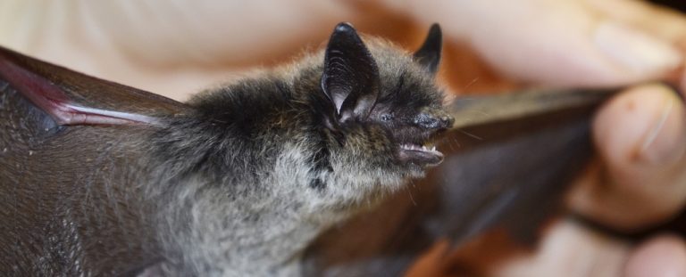 Siberian Bat.jpeg