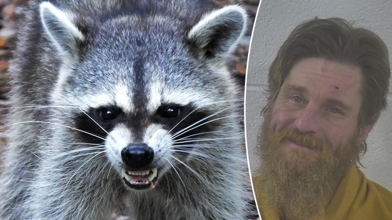 Split Of Raccoon And Jonathan Mason.png