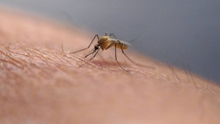 Zika Virus.jpg